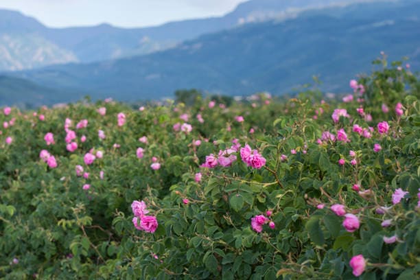تصویر 1 از گل محمدی با رایحه آرام‌ بخش جهت استفاده در رایحه‌ درمانی
